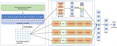 DeepLBCEPred: A Bi-LSTM and multi-scale CNN-based deep learning method for predicting linear B-cell epitopes